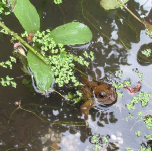 Mr Frog happily ensconced in the rejuvenated pond.