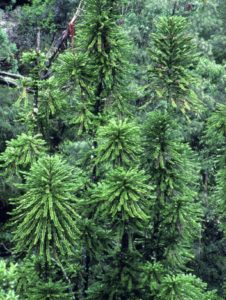 Wollemi pines in their native habitat. © J.Plaza RBG Sydney.