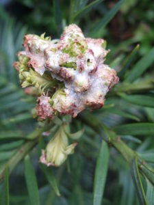 Close up of the waxy cap that protects the growing bud over winter; the newly sprouting leaves are pushing it off. May 2010.