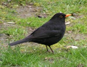 A male blackbird, Turdus merula. Photo by Sannse. https://commons.wikimedia.org/wiki/Turdus_merula#/media/File:Kos_Turdus_merulaRB.jpg