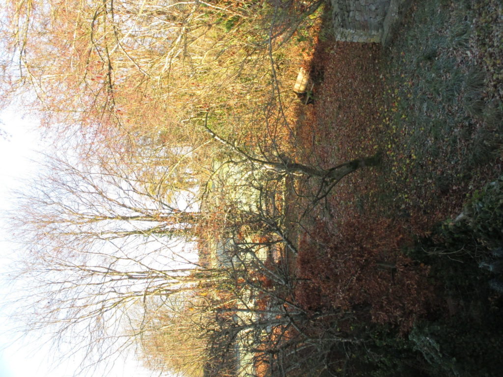 The secret garden, surrounded by tall beech trees and with its old apple tree in the centre. The fieldfare was in one the beeches when I took this, not that you'll be able to spot it.