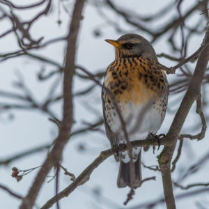 Fieldfare (Turdus pilaris). Photo by Bengt Nyman.